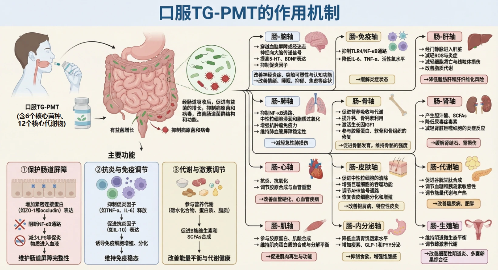 核心菌群相关性分析