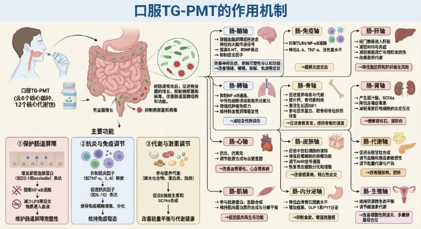 Core microbiota correlation analysis